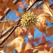 40 Seeds American Sweetgum Tree Seeds for Planting Sweet Gum Tree Seeds The Rike