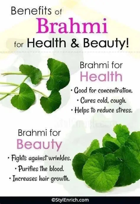 100 gram Bacopa Monnieri tea Brahmi Leaf Tea Dry Water Hyssop brahmi thyme-leafed Gratiola Herb of Grace Indian Pennywort - Image #9