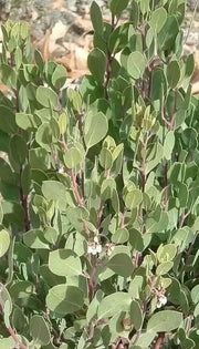 10 Seeds Arctostaphylos Manzanita Tree Seeds for Planting Common Manzanita whiteleaf Manzanita Bearberry Arctostaphylos Uva-Ursi Kinnikinnick Pinemat Manzanita Flower Seeds - Image #5