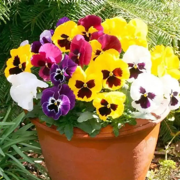 1500 Pansy Flower Seeds Garden Pansy Pink Pansy Seeds Violet Pansy Blue Pansy Flower Mixed Color - The Rike Inc