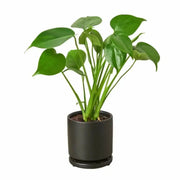 Philodendron Monstera Split-Leaf House Plant Dropship