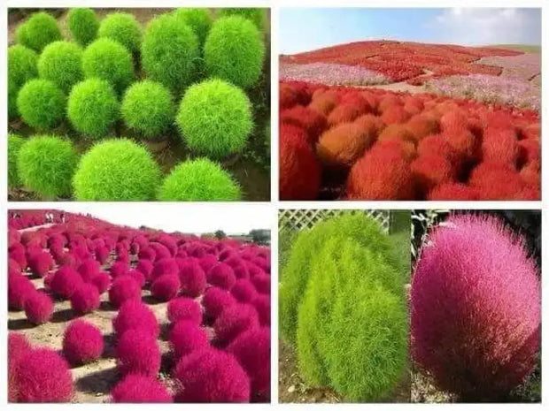 200 Seeds Kochia Scoparia Seeds co DOI mau Seeds for Planting Scoparia Seeds Bassia Scoparia Ragweed Summer Cypress Mock-Cypress Belvedere Burningbush Mexican Firebrush Mexican Fireweed Seeds - The Rike Inc