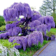 10 Seeds - Chinese Blue Wisteria Sinensis Tree Seeds | Chinese Climbing Lilac Wisteria Seeds Fresh Seeds for Planting | Wisteria sinensis Blue Moon Seeds Easy to Grow & Maintain - The Rike - Image #4