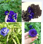 Butterfly Pea Flower Seeds - Local US, Blue Butterfly Pea Vine Seeds, Organic, Non GMO Seeds, (Clitoria Ternatea) Asian Pigeonwings -Tropical Vine Plant Seeds- Edible Flower - The Rike Inc
