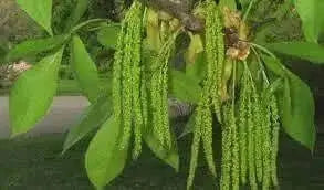 10 Seeds Shangbark Hickory Nuts for Planting - Raw Tree Seeds - Carya ovata Seeds to Grow Carya Alba Mockernut Pignut Hickory Nuts - Carya glabra