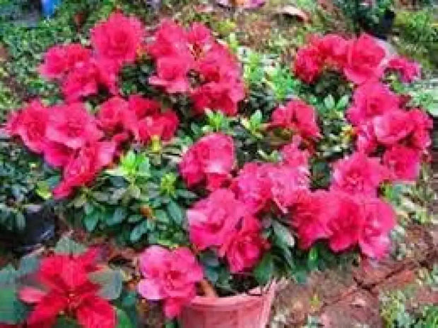 100 Seeds do Quyen Seeds, Rhododendron Seeds Flower Seeds Mixed Azalea Flower Seeds for Planting Rhododendron Simsii Seeds Schlippenbachii Bush Shrub Flowers Plant Seeds