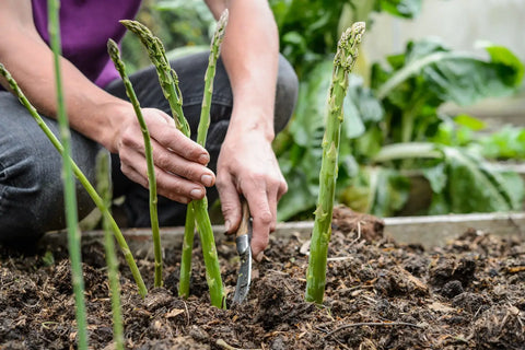 Can You Plant Asparagus Seeds