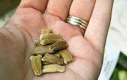 30 seeds Long Bottle Gourd Seeds Calabash Seeds White-flowered Gourd Squash Lauki Doodhi Seeds Bau Trai Dai - The Rike Inc