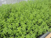 300 Limnophila Aromatica Seeds Rice Paddy Herb Seeds Rau NGO Om Seeds Rau NGO Ma Om Seeds (ម្អម) for Planting - The Rike Inc