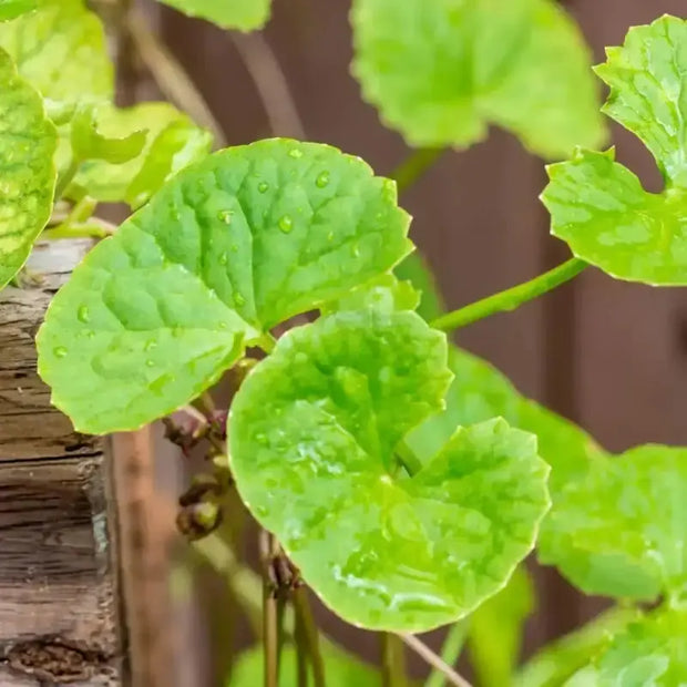 100-gram Dried Gotu Kola Leaf Tea | Hojas de Centella Asiatica, Indian Pennywort, Rau Ma, Asiatic Pennywort, Mandukaparni - Kodavan Leaf