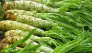 50 Seeds Celtuce Seeds - Chinese Stem Lettuce Seeds Rau Diep Thom Rau Diep Ngong Lettuce Seeds Asparagus Luttuce Woju Wosum Seeds Lactuca Sativa VAR. Augustana Asparagina - The Rike Inc