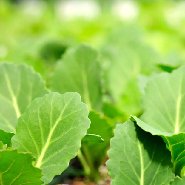 500 Seeds - Collard Green Seeds | Planting Georgia Southern or Giant Champion Collard | Delicious Blue-Green Cabbage Leaves | Non-GMO & Heirloom Variety | Easy to Grow - The Rike The Rike
