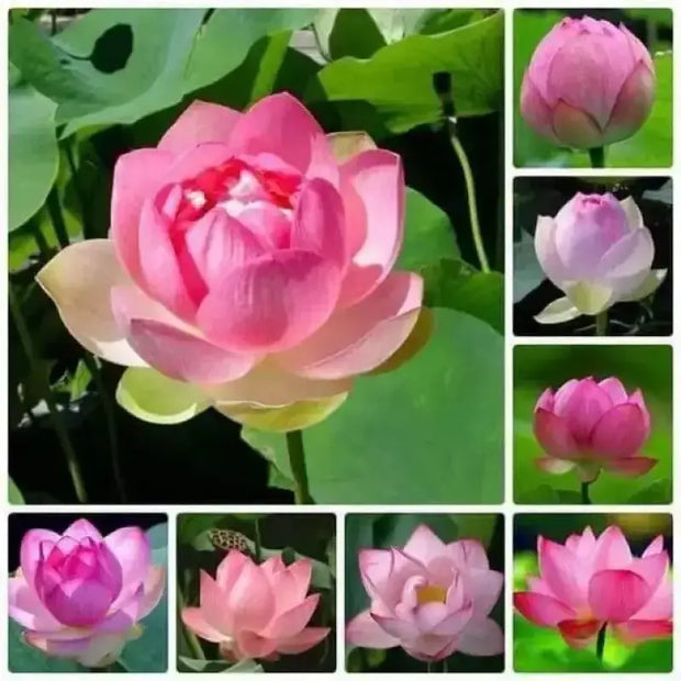 30 Seeds Lotus Seed for Planting Bonsai Pink Nelumbo nucifera Seeds, Water Lotus Seeds, Egyptian Bean Seeds, Indian Lotus Seeds, Pink Lotus Seeds - The Rike Inc