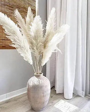 2000 Pampas Grass Seeds White Cortaderia Selloana Seeds Perennial Flowering ORNIMENTAL Grasses FEATHERY Blooms Home Decor Flower Office Decor Wedding Decor - The Rike Inc