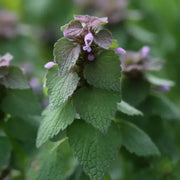 Dried Dead Nettle Tea Herbal Tea Lamium purpureum Purple Dead Nettle tea 100 gram Archangel Organic Purple Red Deadnettle Tea ( large package) ($6 shipping charge customer)