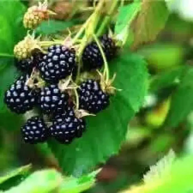 120 Seeds Organic Dewberry Seeds for Planting Fruit Common Dewberry Rubus Fagellaris Seeds