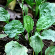 1000 Seeds Broadleaf Plantain Seeds for Planting (Plantago Major or Plantago rugelii) | Ma De, Broadleaf Plantain/Common Plantain - White Man's Footprint/Waybread/Greater Plantain/Rat-Tail Plantain Seeds The Rike