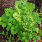 1000 Seeds - Cilantro Seeds (Coriander Seeds) - Chinese Parsley, Dhania or Coriandrum Sativum Seeds for Planting - Easy-to-Grow Culinary Herb for Home