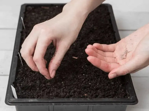 Drying Seeds Before Planting: Grow Healthier Plants