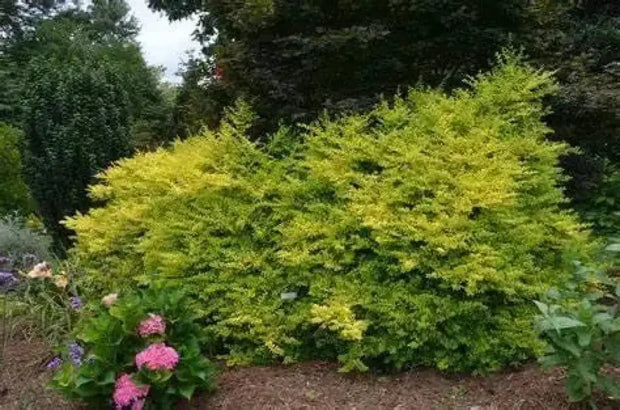 20 Seeds Border Privet Seeds for Planting Privet Bush Tree Seeds Ligustrum obtusifolium Ligustrum Japonicum Seeds ligustrum vulgare Seeds Amur Privet Seeds Ligustrum waxleaf Privet Seeds - The Rike Inc