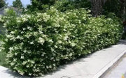 20 Seeds Border Privet Seeds for Planting Privet Bush Tree Seeds Ligustrum obtusifolium Ligustrum Japonicum Seeds ligustrum vulgare Seeds Amur Privet Seeds Ligustrum waxleaf Privet Seeds - The Rike Inc