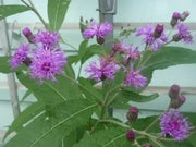 1000 Seeds Ironweed Seeds - Vernonia Fasciculata Baldwin's Ironweed Seeds for Planting Bach dau ong Vernonia Noveboracensis Western Ironweed herb Seeds