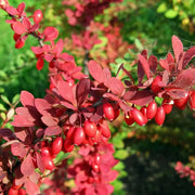 15 Seeds - Japanese Barberry Seeds, Thunbergii or Red Thunberg's Barberry - Hardy Deciduous Berberis Thunbergii Shrub Seeds to Grow Trees for Outdoor Deer Resistant Ornamental Hedges/Screens The Rike