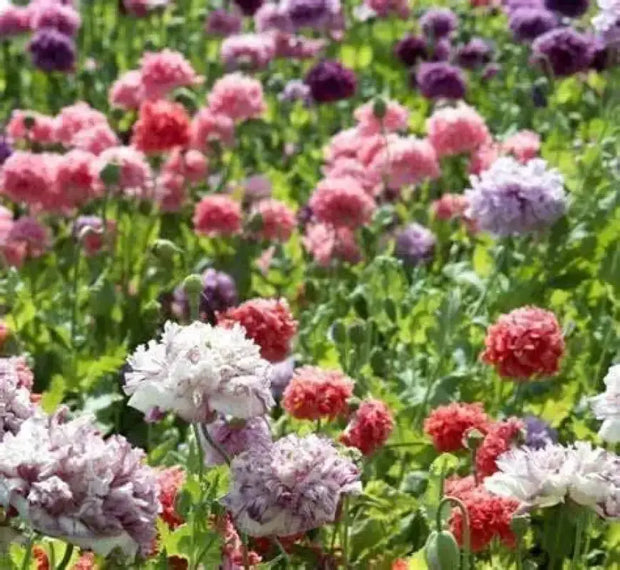 Peony Seeds 200+ Mixed Color Peony Poppy Seeds Black, Purple, Pink Poppy Peony Seeds - Giant Double Flower Seeds - The Rike Inc