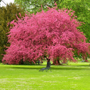 20 Seeds Pink Dogwood Tree Seeds for Planting Cornus Capitata Angustata Kousa Ornamental Flowering Tree Seeds Cornus Florida Rubra Tree Seeds - The Rike Inc