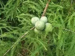 10 Bald Cypress Seeds for Planting Taxodium distichum Swamp Cypress Tree Seeds cyprès chauve cipre White Cypress Tidewater red Cypress Gulf Cypress red Cypress Seeds