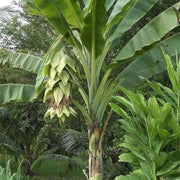 10 Seeds - Abyssinian Banana Seeds, Exotic Musa Ensete Ventricosum Green Snow Banana, Ensete Maurelii - Rare Cold Hardy Tropical Banana, Ornamental Banana Large Seeds for Patio, Lawn & Garden - Image #5