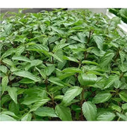 3000 Seeds Saluyot Seeds Mulukhiyah Seeds, molokhia Seeds, molokhia Plant Seeds - The Rike Inc