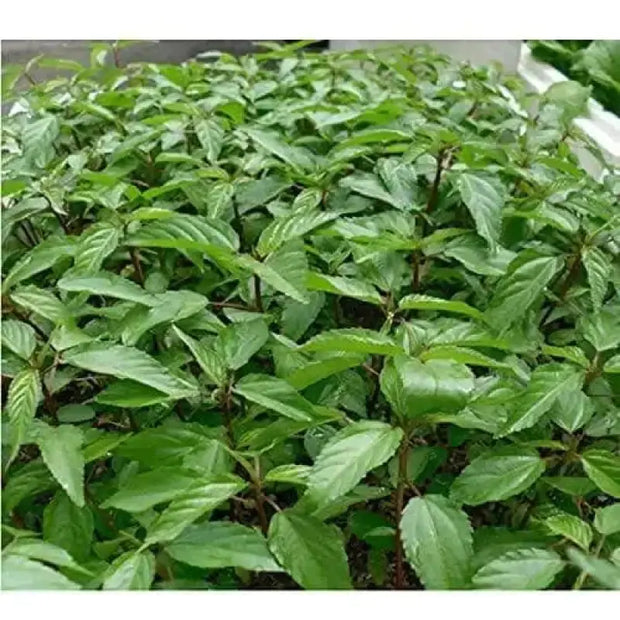 3000 Seeds Saluyot Seeds Mulukhiyah Seeds, molokhia Seeds, molokhia Plant Seeds - The Rike Inc