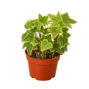 English Ivy Gold Child House Plant Dropship