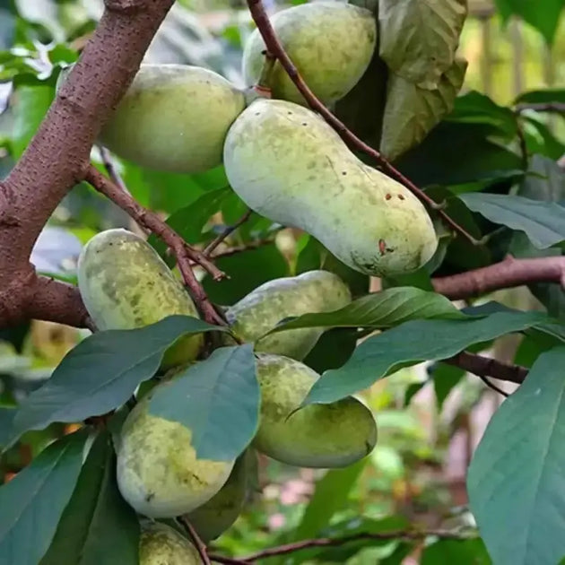 Exotic Pawpaw Tree Seeds for Planting 10 seeds Asimina triloba ...