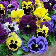 1500 Pansy Flower Seeds Garden Pansy Pink Pansy Seeds Violet Pansy Blue Pansy Flower Mixed Color - The Rike Inc