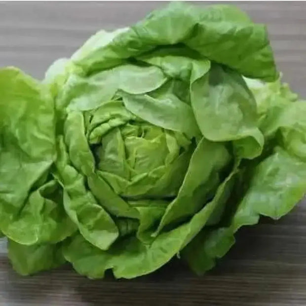 2000 Crisphead Lettuce Seeds Iceberg, Loose-Leaf, and butterhead Vegetable Seeds 100% Organic Non-GMO - The Rike Inc