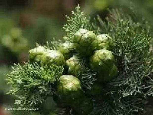 30 Seeds Italian Cypress Seeds Tree Seeds for Planting Cupressus sempervirens Mediterranean Cypress Tuscan Cypress, Persian Cypress Pencil Pine Seeds - The Rike Inc