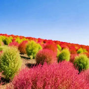 200 Seeds Kochia Scoparia Seeds co DOI mau Seeds for Planting Scoparia Seeds Bassia Scoparia Ragweed Summer Cypress Mock-Cypress Belvedere Burningbush Mexican Firebrush Mexican Fireweed Seeds - The Rike Inc