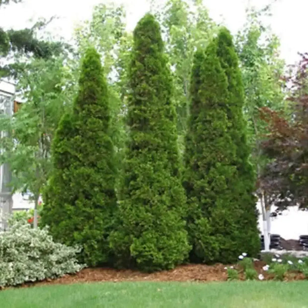 100 Seeds - American Arborvitae Tree Seeds - Giant Thuja Tree, Thuja Occidentalis - White Cedar Seeds for Planting - Swamp Eastern Thuja White Arborvitae Seeds for Home and Garden - The Rike