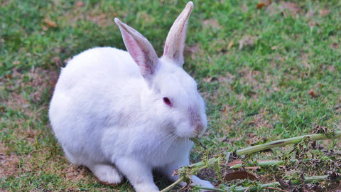 White rabbit with pink ears sitting on green grass.