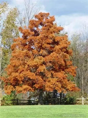 10 Bald Cypress Seeds for Planting Taxodium distichum Swamp Cypress Tree Seeds cyprès chauve cipre White Cypress Tidewater red Cypress Gulf Cypress red Cypress Seeds - Image #7