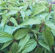 3000 Seeds Saluyot Seeds Mulukhiyah Seeds, molokhia Seeds, molokhia Plant Seeds - The Rike Inc