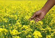 1500 Seeds Mustard Seeds – Cải Bẹ Xanh Green Field Mustard Lettuce Spinach Seeds Brassica rapa BAU-Sin Chinese Mustard Seed Tendergreen GAI Choi Heirloom Non GMO - The Rike Inc