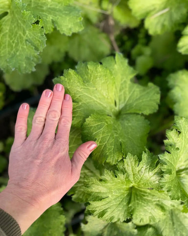 Hand with pink nails gently touching lush green plants at Delight Flower Farm.
