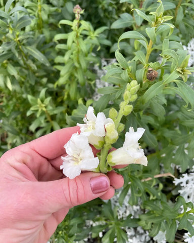 White snapdragon flower held between fingers at Delight Flower Farm: A Sustainable Oasis.