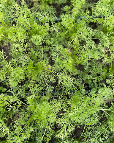 Feathery green leaves of a dill plant with delicate fronds at Delight Flower Farm.