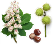 10 Seeds Horse Chestnut Seeds for Planting (Aesculus hippocastanum) Fruit Tree Seeds Bonsai Seeds - Image #1