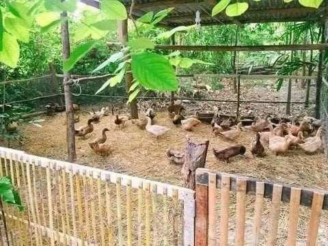 Duck enclosure with numerous ducks on straw-covered ground at a dedicated farmer’s homestead.