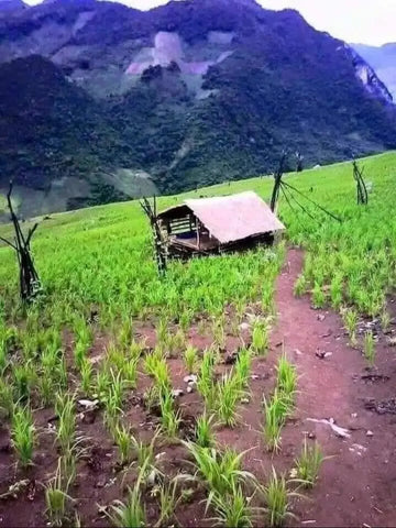 Small wooden hut with sloped roof in a lush rice paddy field, Vietnam’s forests.